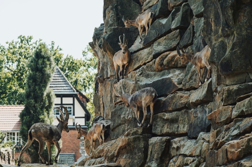 a herd of animals standing on top of a rocky hillside a33G