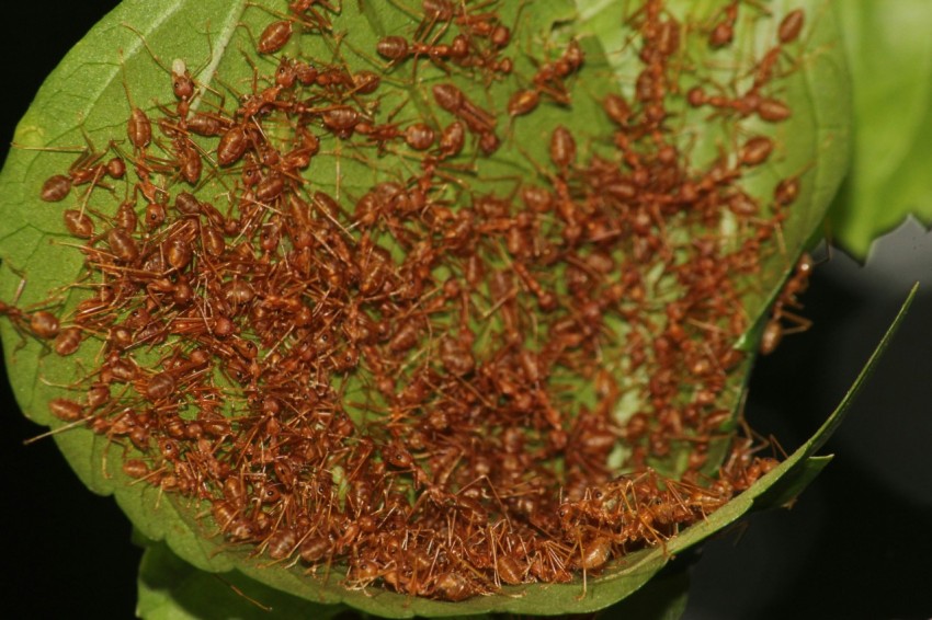 a close up of a leaf with many bugs on it