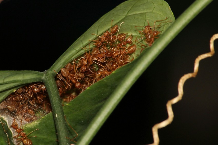 a close up of a bug on a leaf