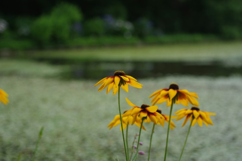 a bunch of yellow flowers in a field