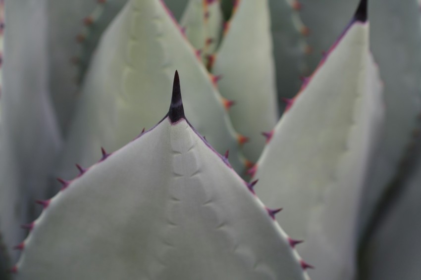 a close up view of a plant with many leaves