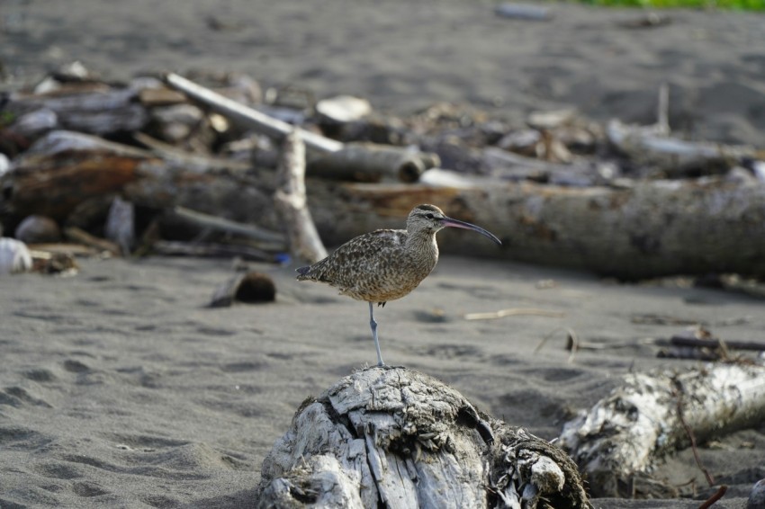 a bird standing on top of a log on a beach plXd2taJ