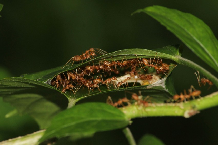 a group of ants crawling on a leaf