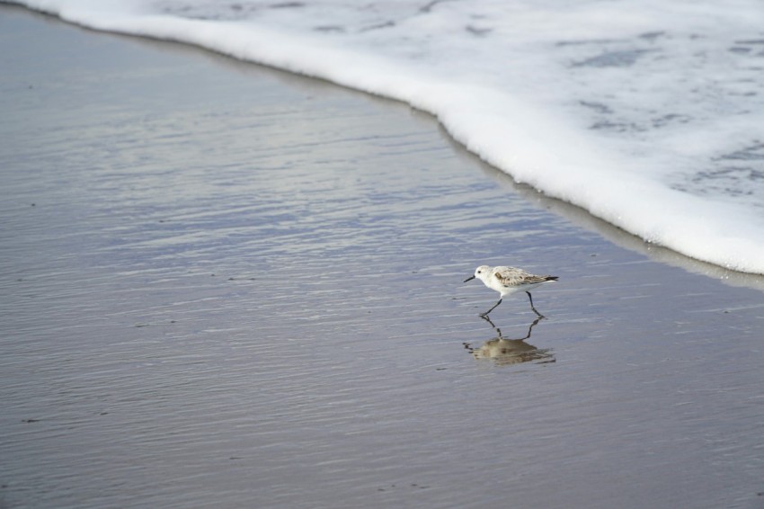 a small bird standing on top of a sandy beach GSD