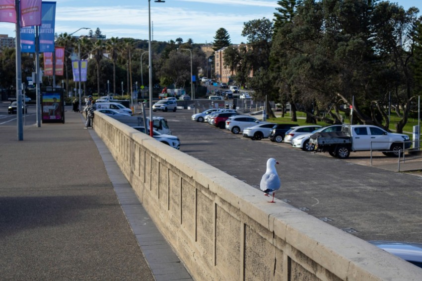 a seagull sitting on the side of a road