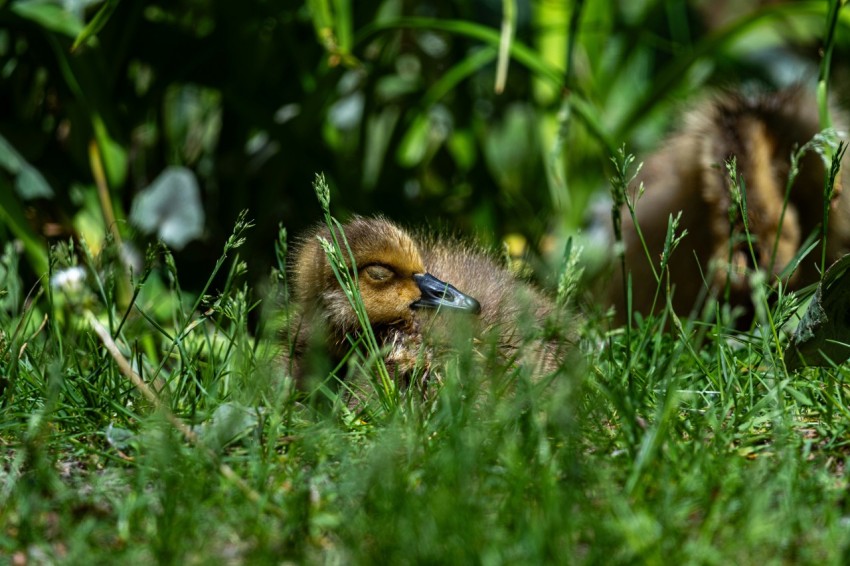 a baby duck is laying in the grass