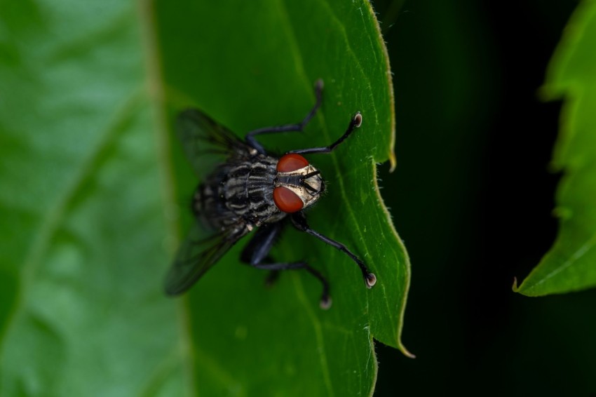 a close up of a fly on a green leaf