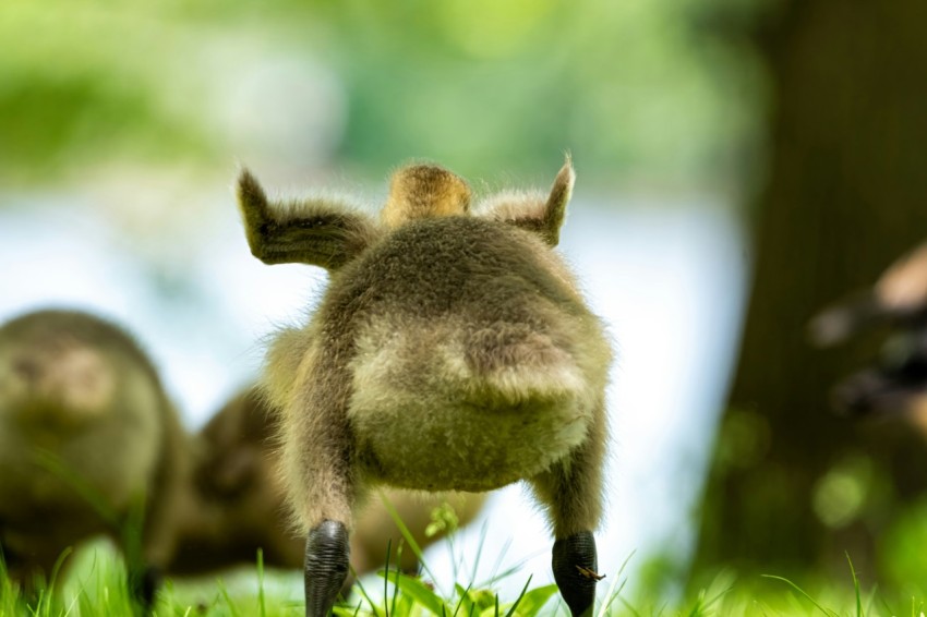 a group of animals that are standing in the grass