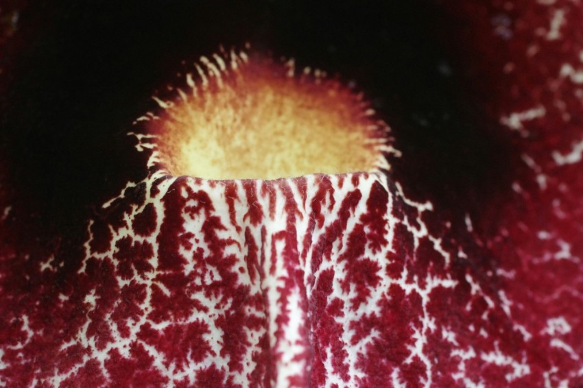 a close up of a flower with a black background