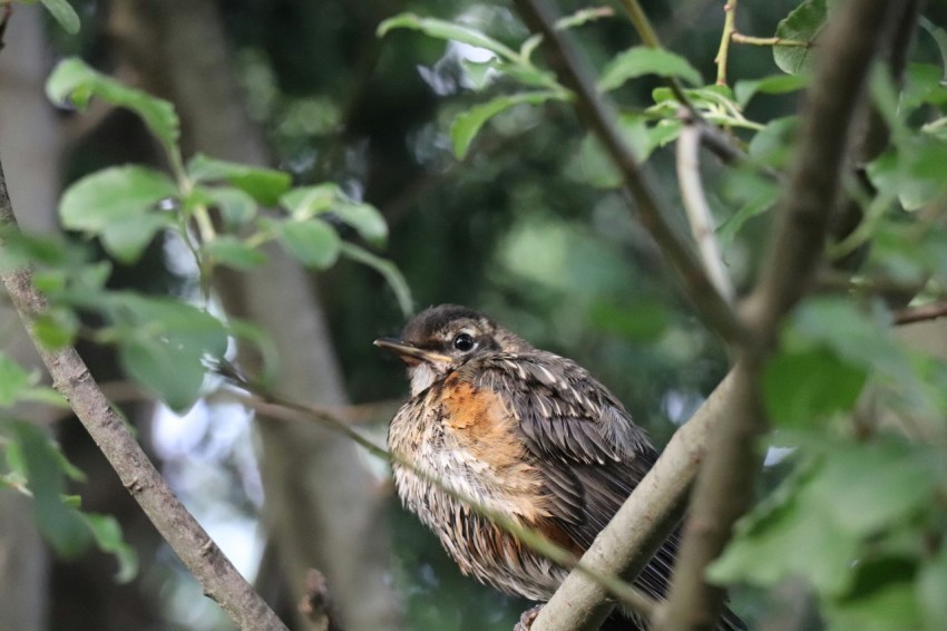 a small bird sitting on a branch of a tree