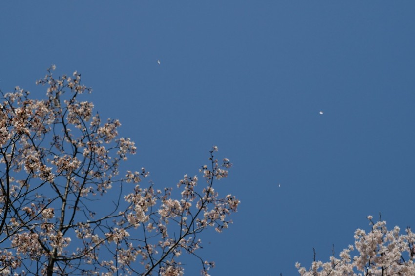 a plane flying over a tree with white flowers