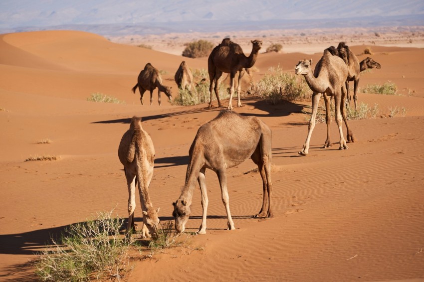 a herd of camels walking across a desert