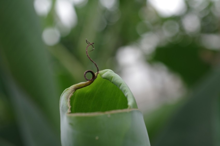 a close up of a green plant with a bug crawling on it