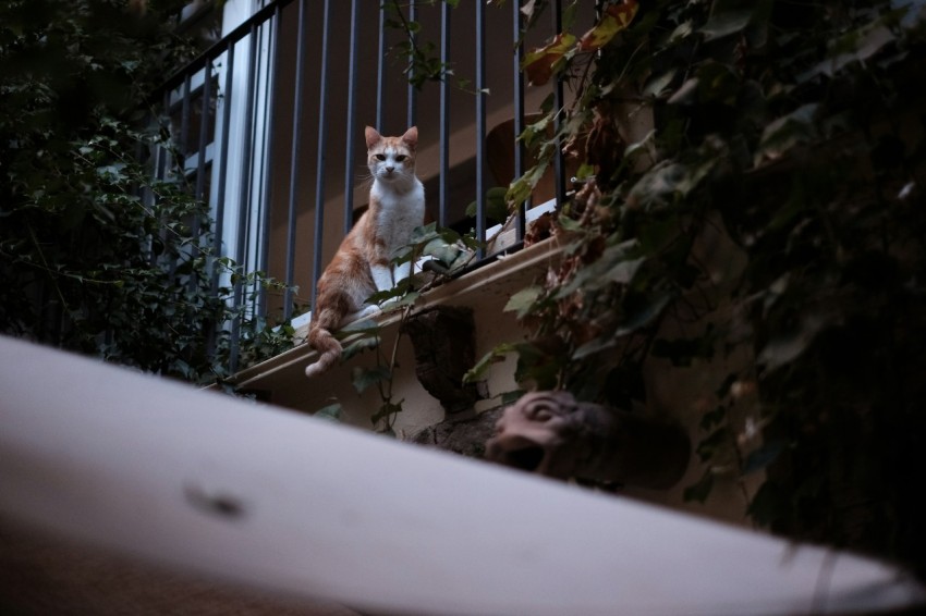 a dog sitting on a balcony next to a railing