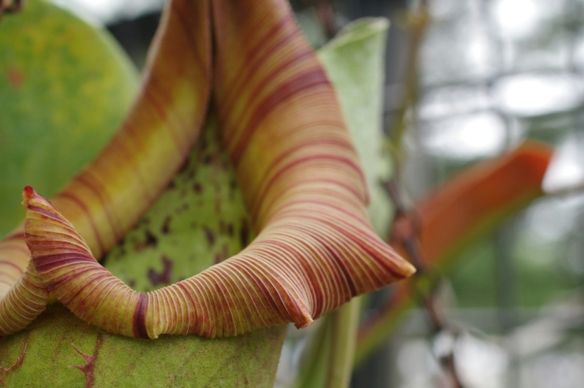 a close up of a plant with very thin leaves