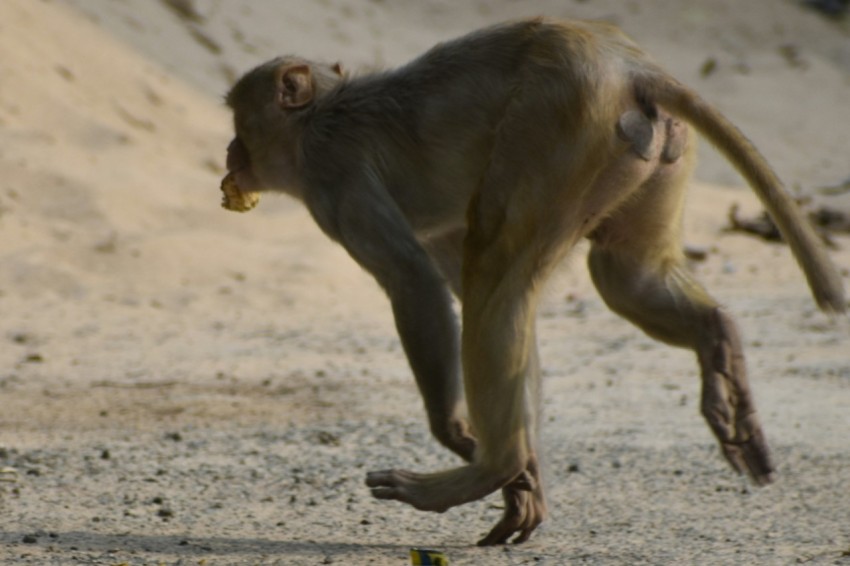 a monkey is jumping in the air on a beach