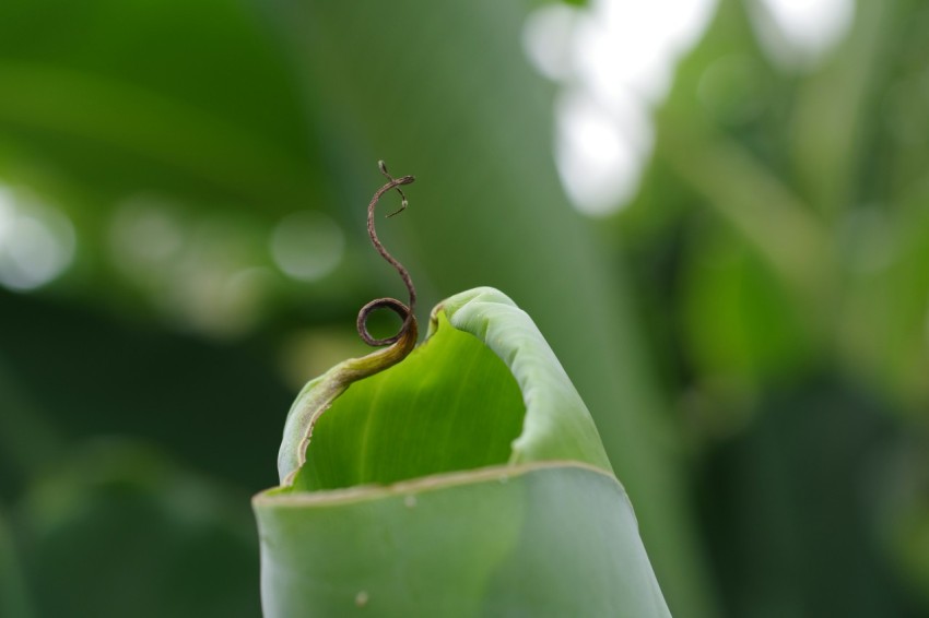 a close up of a plant with a bug crawling on it