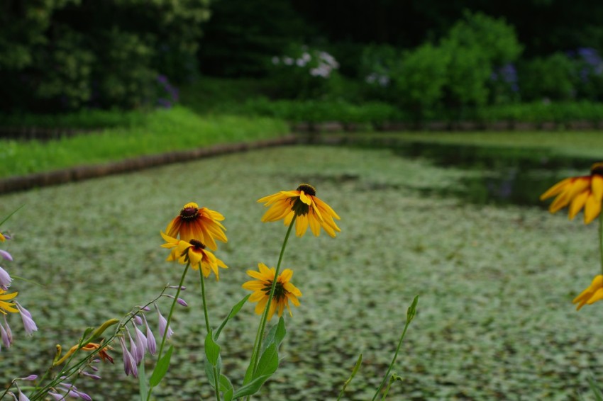 a bunch of flowers that are in the grass