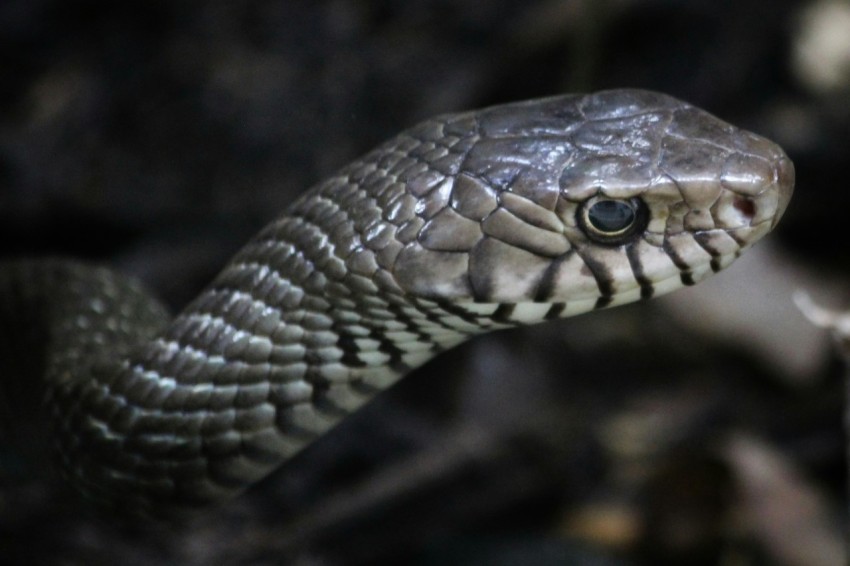 a close up of a snake on the ground