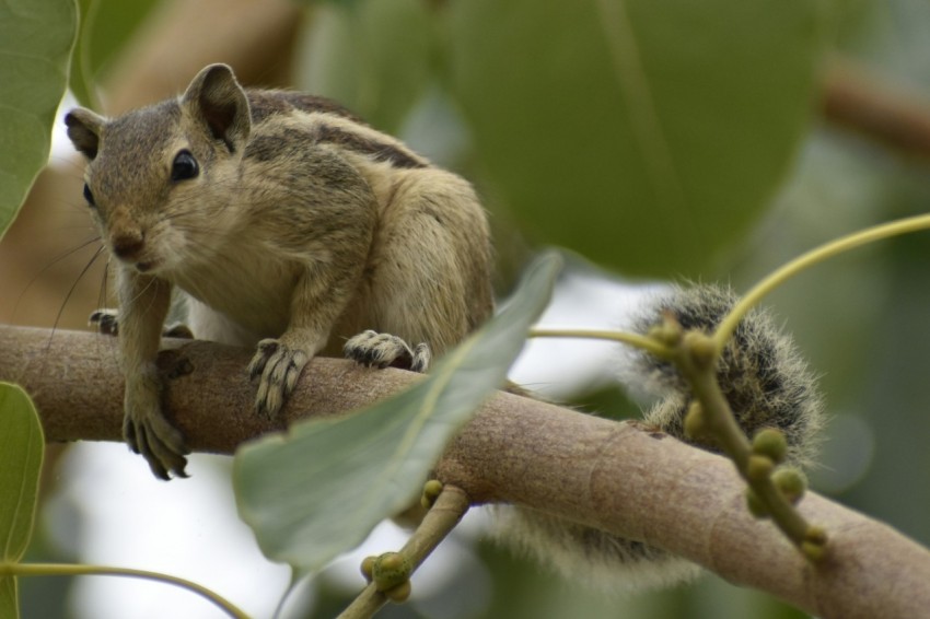 a small squirrel sitting on a branch of a tree