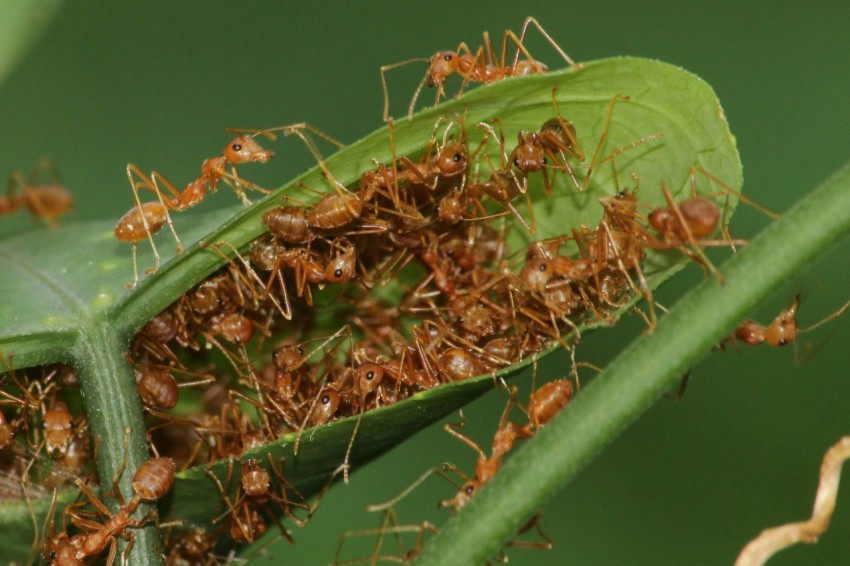 a close up of a group of ants on a leaf