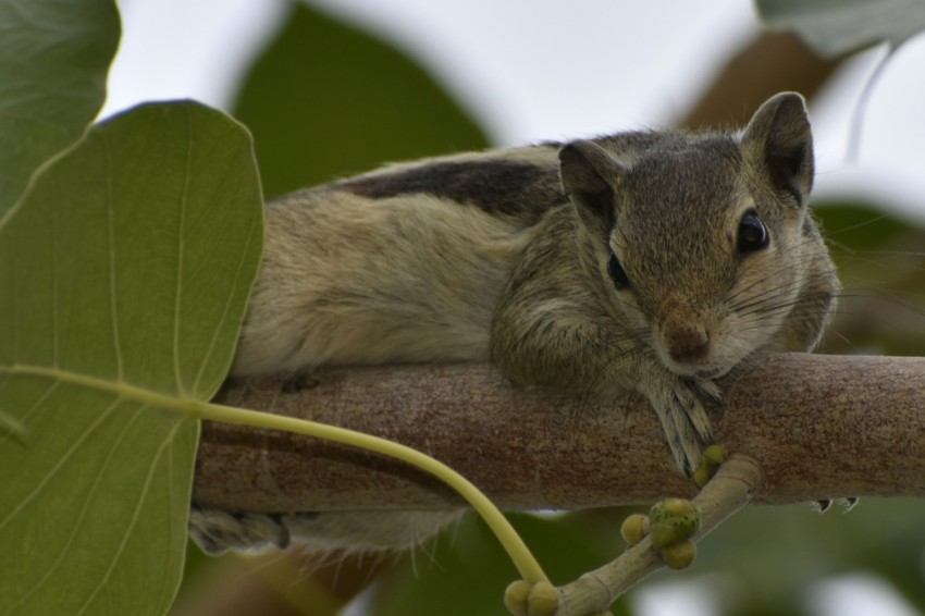 a small animal sitting on top of a tree branch