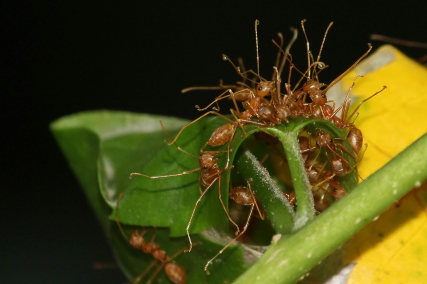 a close up of a bunch of bugs on a plant