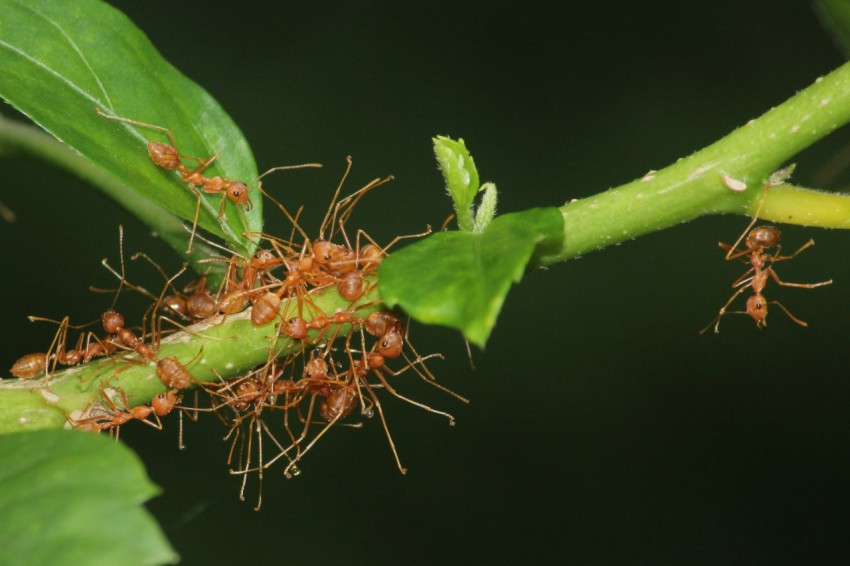 a close up of a plant with small bugs on it