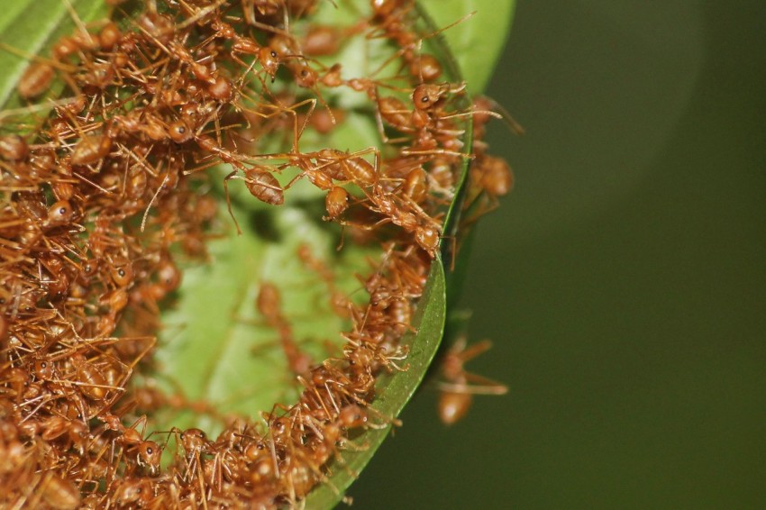 a group of ants crawling on a leaf