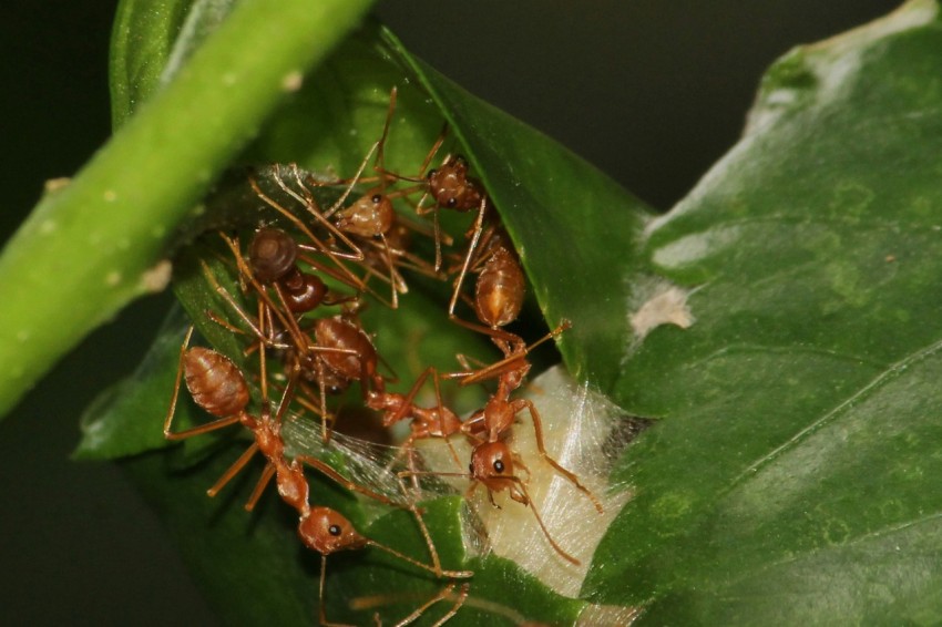 a group of red ants on a green leaf