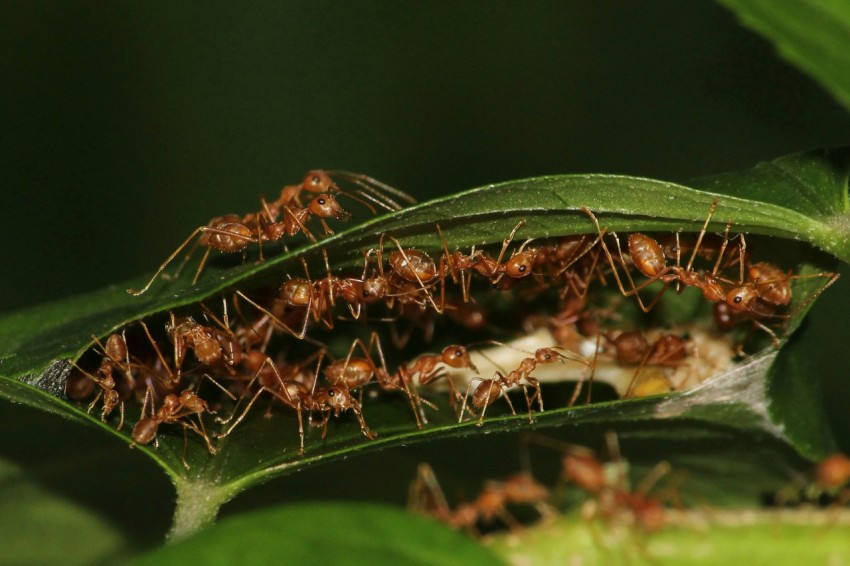 a group of ants crawling on a leaf
