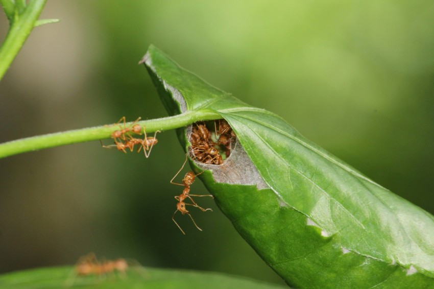 a bug crawling on a green leaf