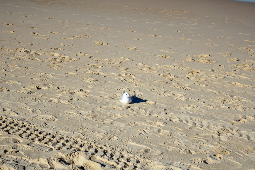 a white bird sitting on top of a sandy beach