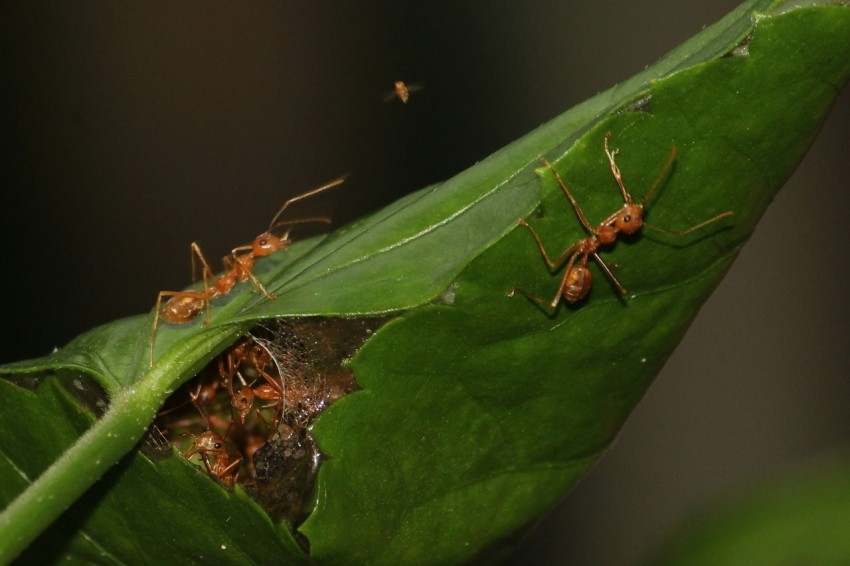 a group of ants crawling on a green leaf