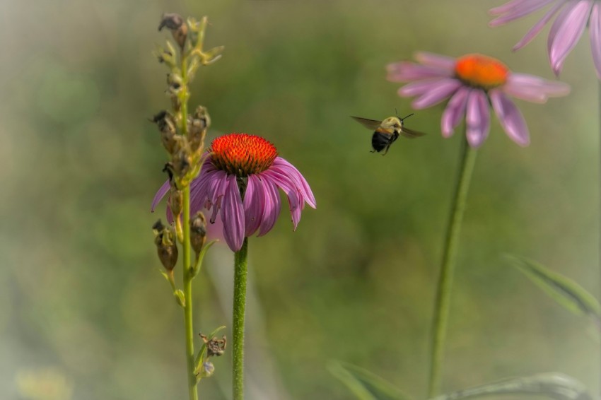 a couple of flowers that are in the grass