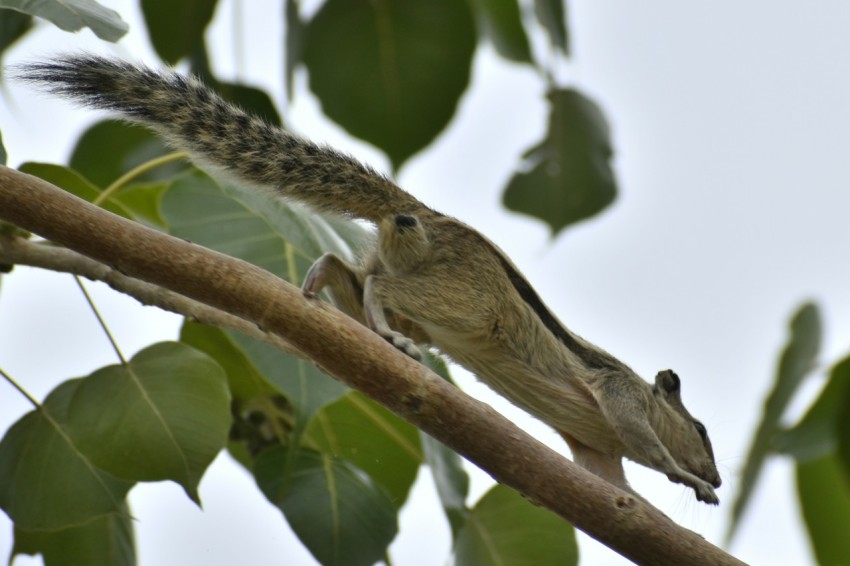 a bird is perched on a tree branch 0zvEH