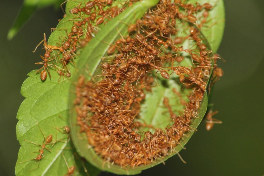 a close up of a leaf with many bugs on it