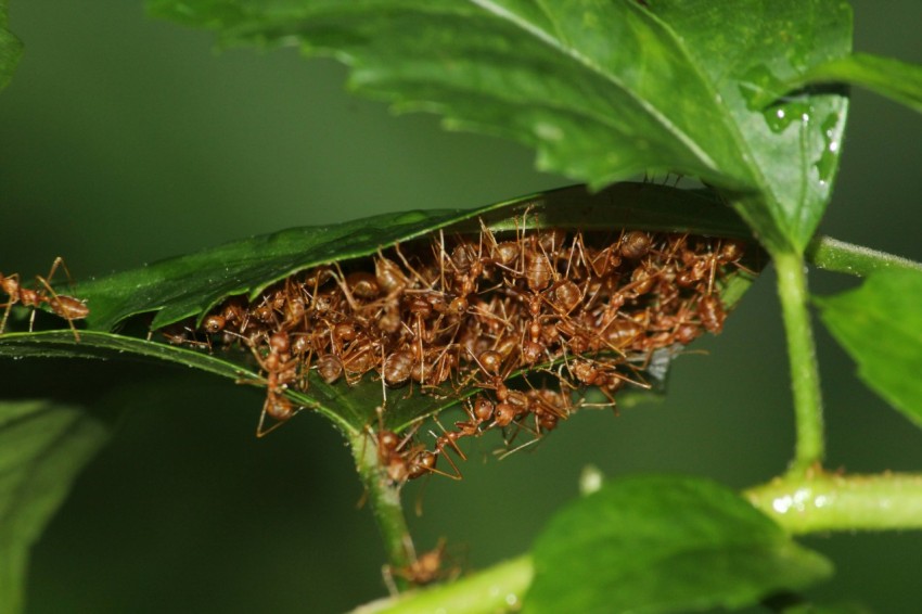 a close up of a bug on a leaf