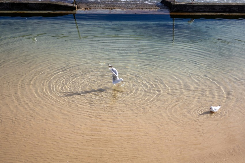 a couple of birds that are standing in the water wFo3LH3