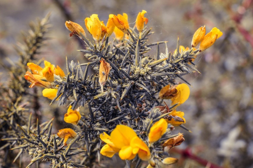 a plant with yellow flowers in a field