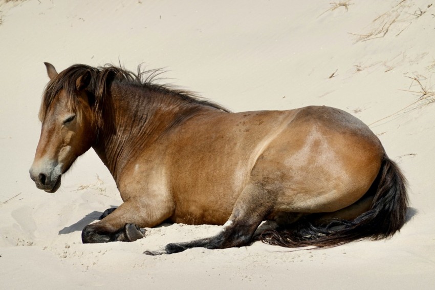 a brown horse laying on top of a sandy beach