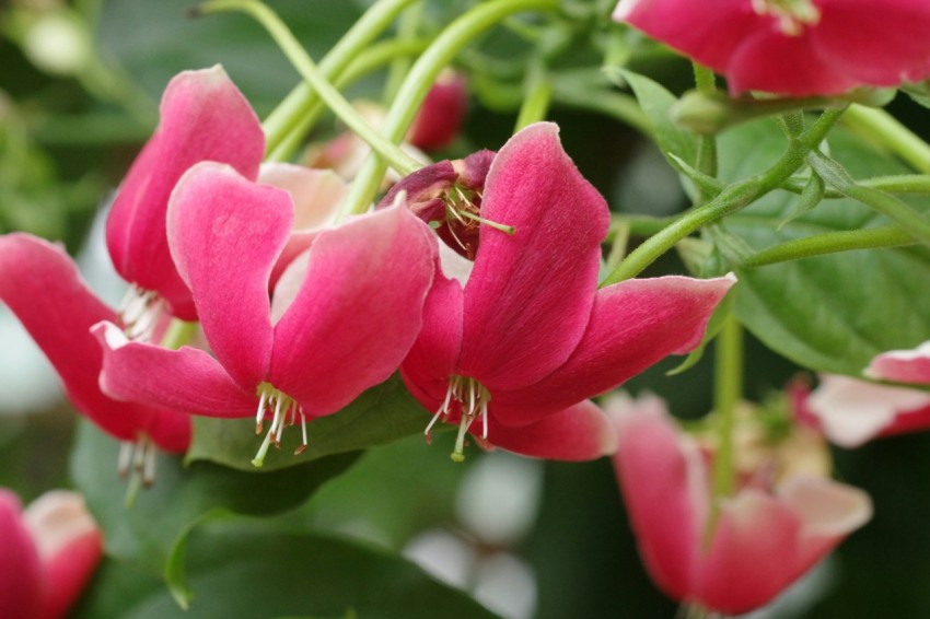 a close up of a bunch of pink flowers