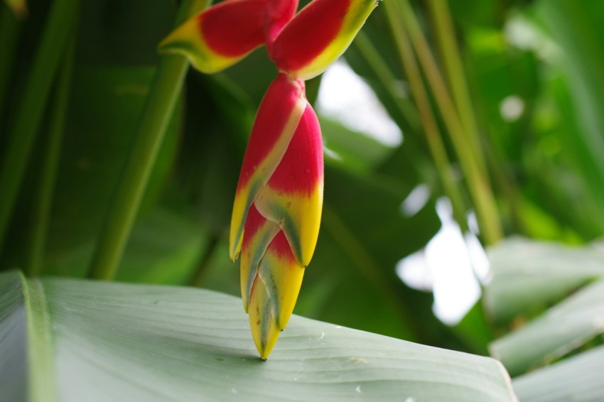 a red and yellow flower on a green leaf