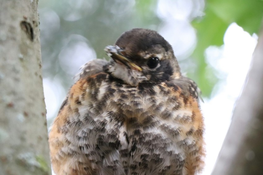 a small bird perched on top of a tree branch