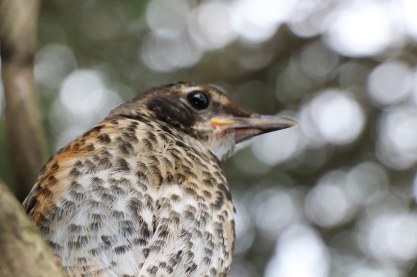 a small bird perched on a tree branch