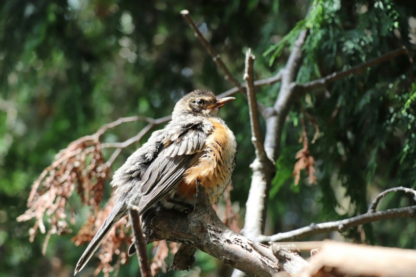 a bird is sitting on a branch in a tree