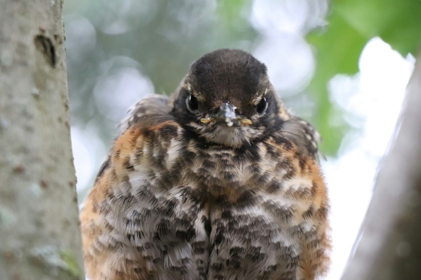 a brown and black bird sitting on top of a tree