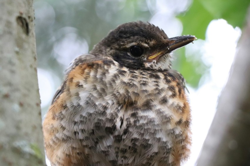 a small bird perched on a tree branch