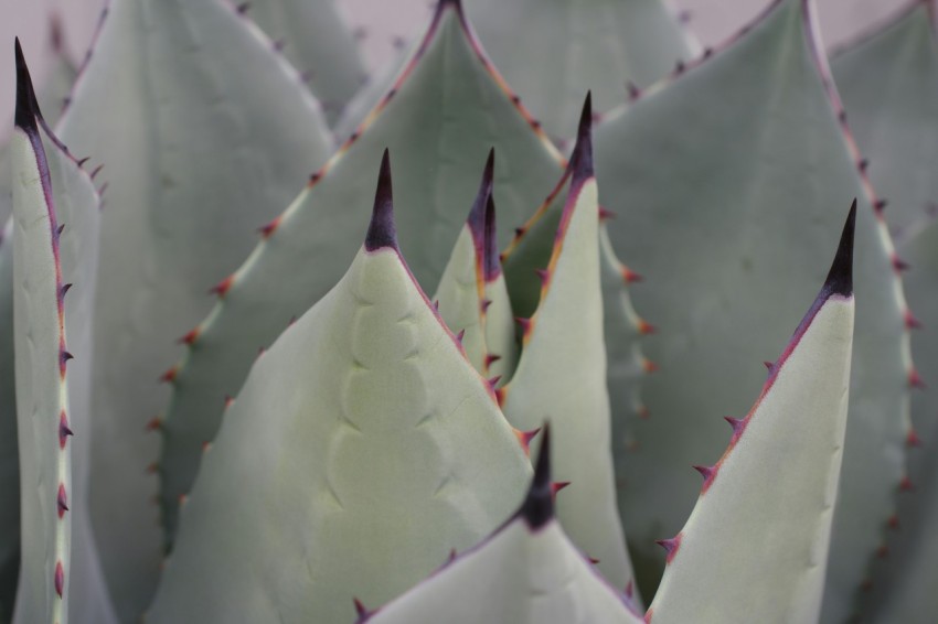 a close up of a plant with many leaves