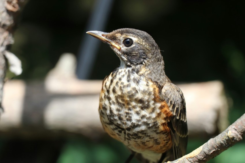 a small bird perched on a tree branch